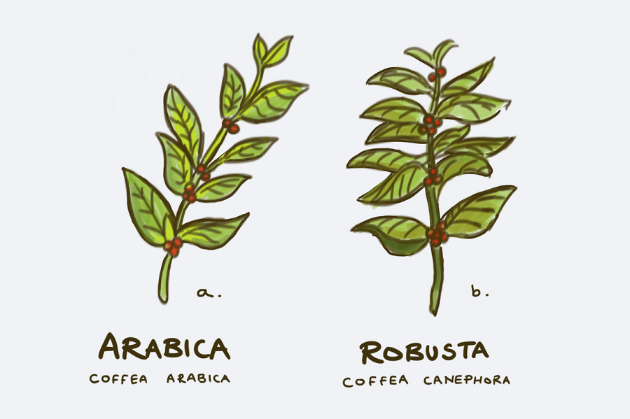 Cách phân biệt cà phê arabica và cà phê robusta dễ dàng