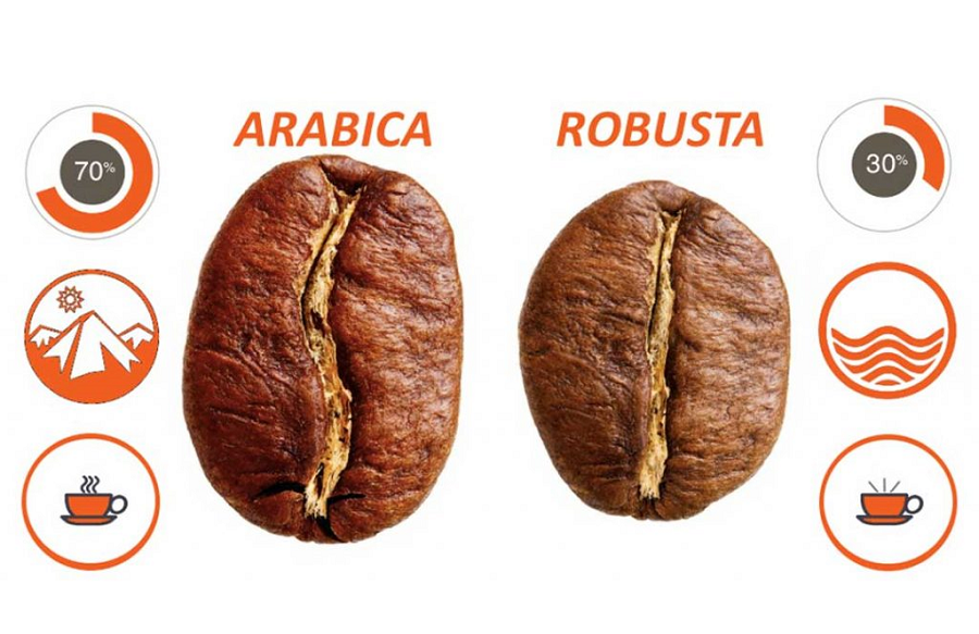 Cách phân biệt cà phê arabica và cà phê robusta dễ dàng