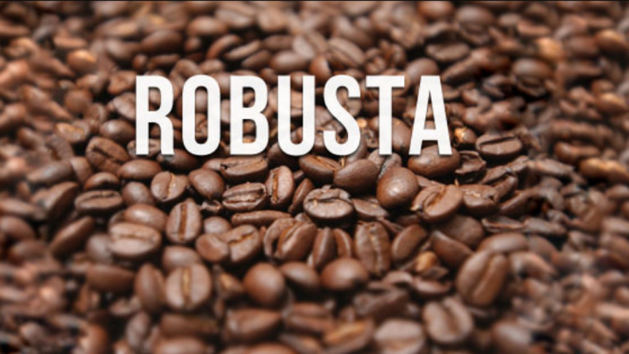 Cung cấp hạt cà phê Robusta Buôn Ma Thuột organic
