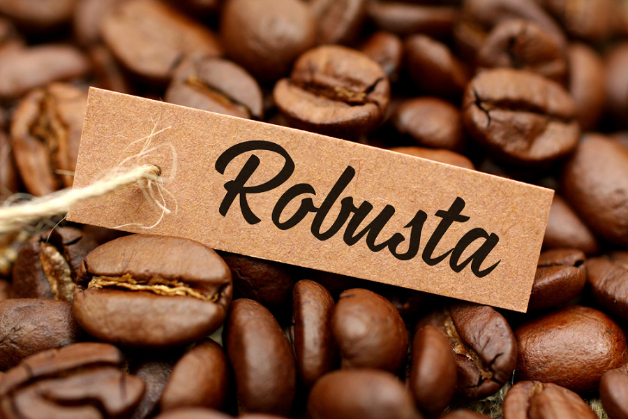 Cung cấp hạt cà phê Robusta Buôn Ma Thuột organic