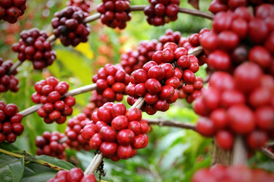 Đặc điểm và sản lượng cà phê robusta Việt Nam
