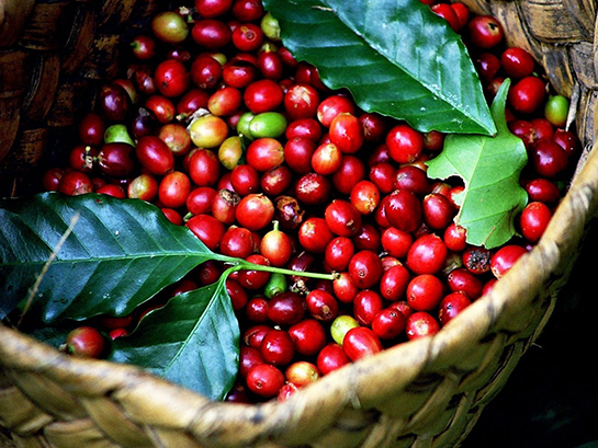 Cà phê organic là gì và vì sao lại được ưa chuộng?  