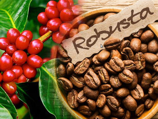 Đặc tính của cà phê robusta cần chú ý khi chế biến
