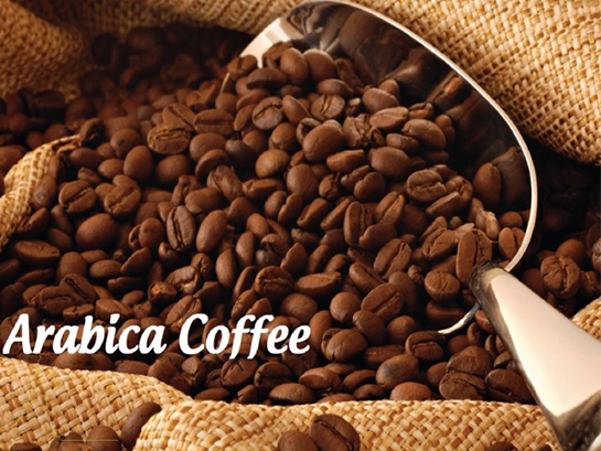 Pha cà phê phin Arabica cực chất cho buổi sáng
