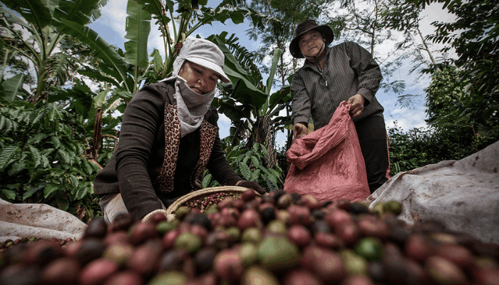 sản lượng cà phê robusta tại việt nam