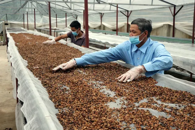 Lưu ý quan trọng khi xuất khẩu cà phê sang Trung Quốc