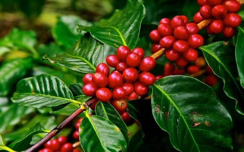dac-diem-sinh-hoc-cua-hat-ca-phe-robusta
