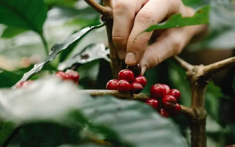 nguon-goc-cay-ca-phe-cherry
