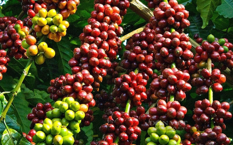 do-cao-canh-tac