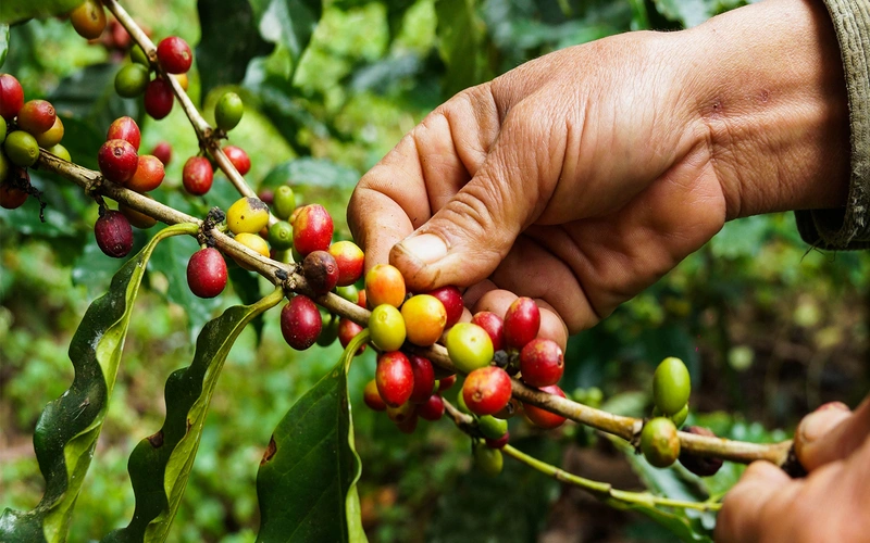 nguon-goc-va-su-phat-trien-cua-single-origin-coffee