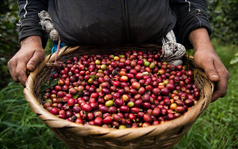 single-origin-coffee-la-gi